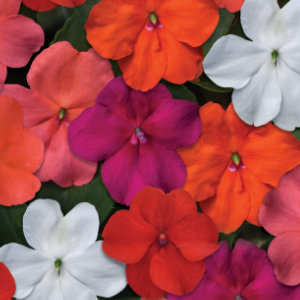 Impatiens Beacon Mix 48 plants per tray (Reg. 39.92)